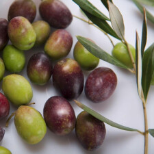 Serwetki papierowe Olive Branch
