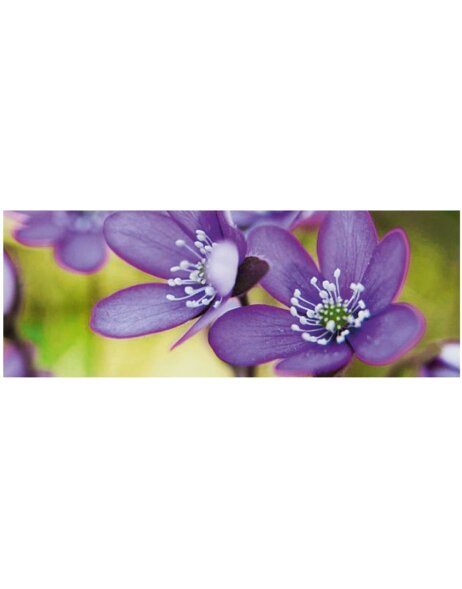 Artebene Tarjeta Floral-Morada-21x8 cm