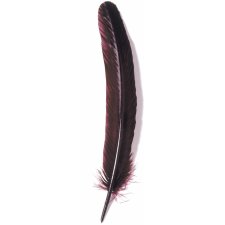 Goose quill, 28 cm long - bordeaux