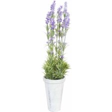 Deco Lavender in pot Ø 10x50 cm